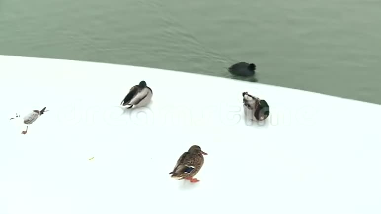 一群鸟站在结冰的河流的冰川上视频的预览图