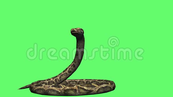 蛇蟒在地上爬行动物绿屏视频的预览图