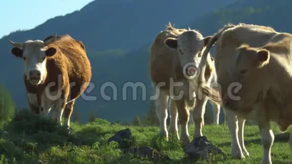 母牛走在绿草上山地景观视频的预览图