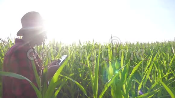智慧农耕概念慢动作视频生活方式农学家在玉米地里拿着平板电脑视频的预览图