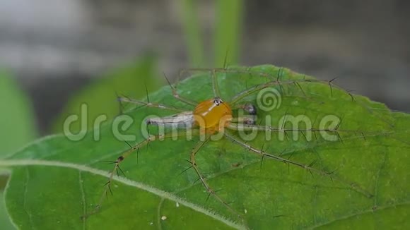 热带雨林绿叶上的蜘蛛视频的预览图