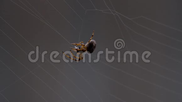 蜘蛛织网视频的预览图