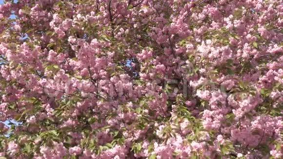 粉红色的樱花花开春视频的预览图