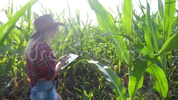 智慧农业慢动作视频生活方式理念女孩农学家在玉米地里拿着平板电脑视频的预览图