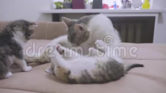 猫舔舔小猫的舌头慢动作视频猫妈妈和小猫躺在沙发上猫和猫视频的预览图