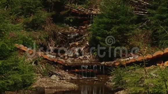 森林里美丽的河流视频的预览图