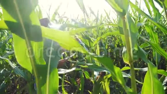 智慧农业慢动作视频概念玉米地农妇手持平板电脑正在研究和开发视频的预览图