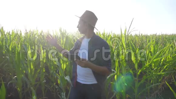 智慧农业慢动作视频概念男子农艺师手持平板电脑触摸电脑在玉米生活领域是视频的预览图