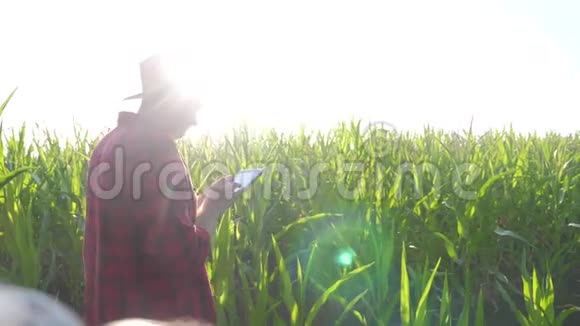 智慧农耕概念慢动作视频男子农艺师手持平板生活方式触摸电脑在玉米地是视频的预览图
