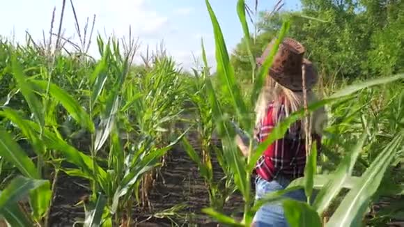 智慧农业慢动作视频概念女农学家在玉米地里拿着平板电脑正在学习和研究视频的预览图