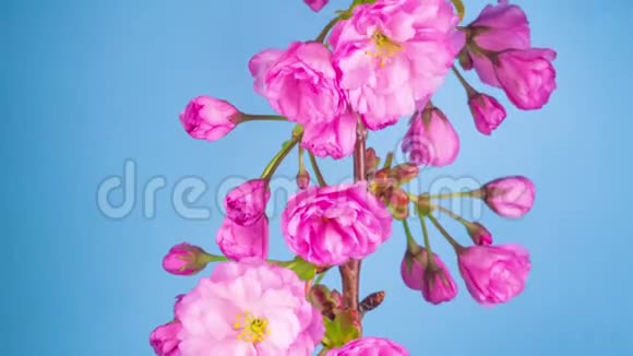粉红色的樱花树花视频的预览图