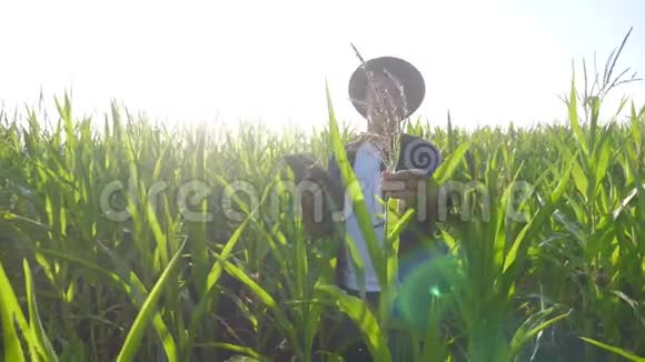 智慧农业慢动作视频概念男子农艺师在玉米地拿着平板电脑正在学习视频的预览图