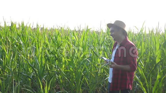 智慧农业概念男子慢动作视频农艺师手持平板触摸电脑在玉米生活领域是视频的预览图