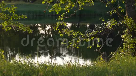 傍晚时分绿树成荫的河边视频的预览图