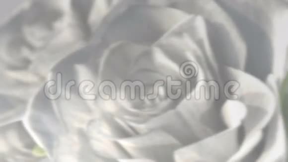 旋转白玫瑰背景主题3D渲染无缝回路视频的预览图