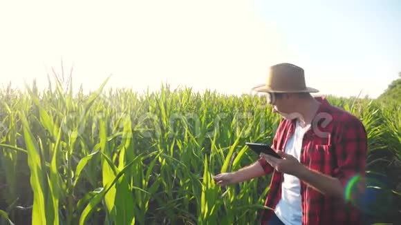 生活方式智能农耕概念慢动作视频农学家手拿平板电脑触摸板电脑在玉米地是视频的预览图