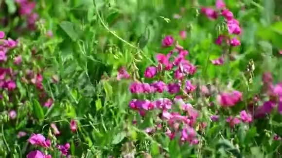 俄罗斯草地上的粉红色野花视频的预览图