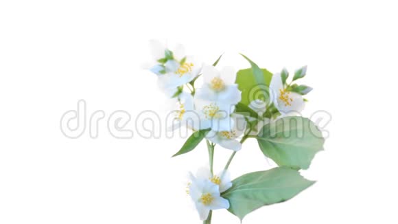 一朵朵美丽的白色茉莉花被隔离在白色的树枝上视频的预览图