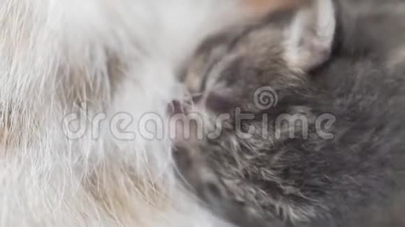 母猫和新生小猫视频的预览图