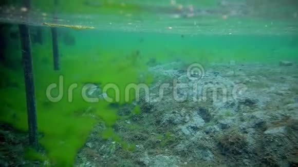 在清澈的碧水中的水下大自然视频的预览图
