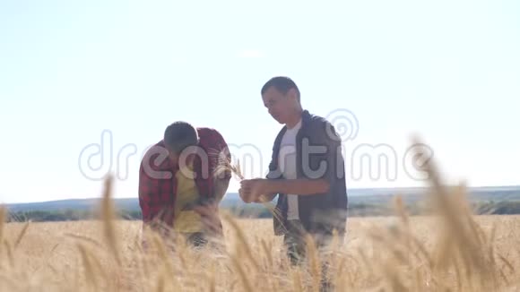 团队合作智能农业两个农民在一个麦田里工作农民探索正在研究数字平板小麦男子视频的预览图