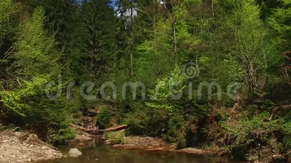 森林里美丽的河流视频的预览图
