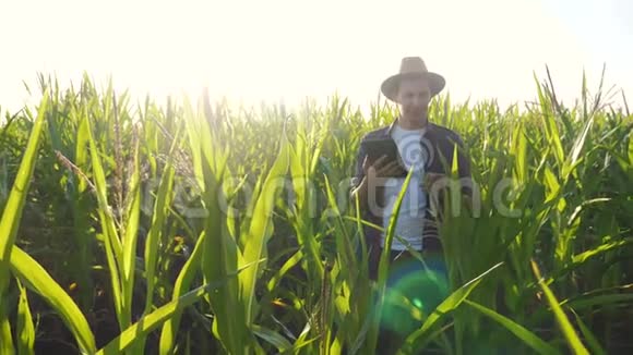 智慧农业慢动作视频概念男人农学家拿着平板电脑触摸板电脑在玉米地的生活方式是视频的预览图
