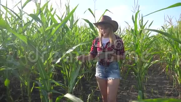 智能农业慢动作视频概念女农艺师拿着平板触摸屏电脑在玉米地生活是视频的预览图