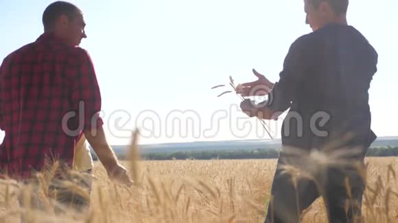 团队合作智能养殖慢动作视频两个农民在麦田工作农民探索正在研究一个男人视频的预览图