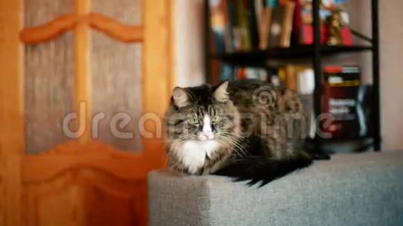 猫躺在沙发上猫在书架附近放松视频的预览图
