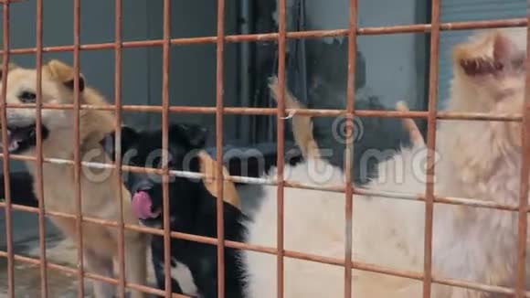 悲伤的狗在围栏后面的避难所等待获救并被收养到新家动物收容所概念视频的预览图