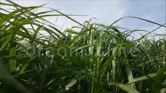 草地上的蓝天背景视频的预览图