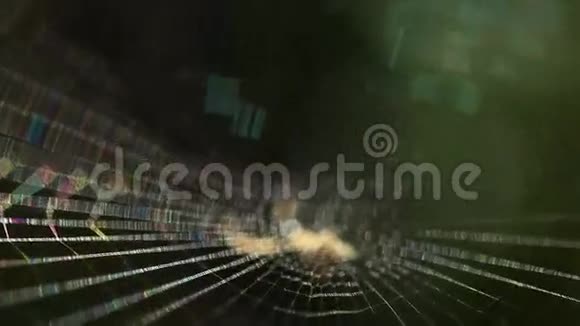 蜘蛛网的特写镜头视频的预览图