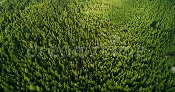 绿色森林的鸟瞰图视频的预览图