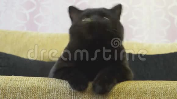 一只眼睛橙色的英国黑猫在寻找玩具视频的预览图