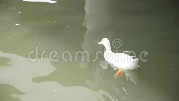 白鸭子游泳视频的预览图