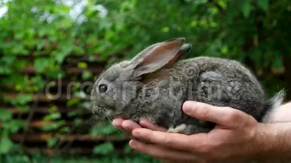 兔子人类手中的动物视频的预览图