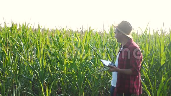 智慧农业概念男子慢动作视频农学家在玉米地里拿着平板电脑正在研究视频的预览图