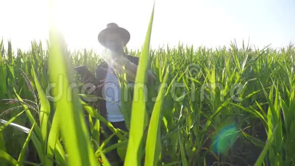 智慧农业慢动作视频概念男人的生活方式农学家在玉米地里拿着平板电脑视频的预览图