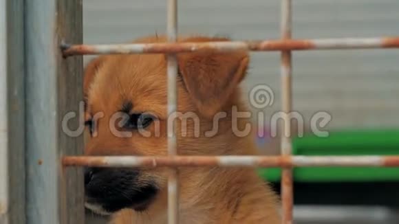 悲伤的小狗躲在篱笆后面等待获救并被收养到新家动物收容所概念视频的预览图