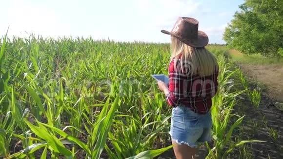 智慧农业慢生活方式运动视频概念女孩农学家在玉米地里拿着平板电脑触摸板电脑视频的预览图