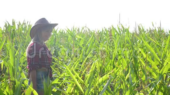 智慧农业慢动作视频概念农学家女孩在生活方式玉米地里拿着平板电脑视频的预览图