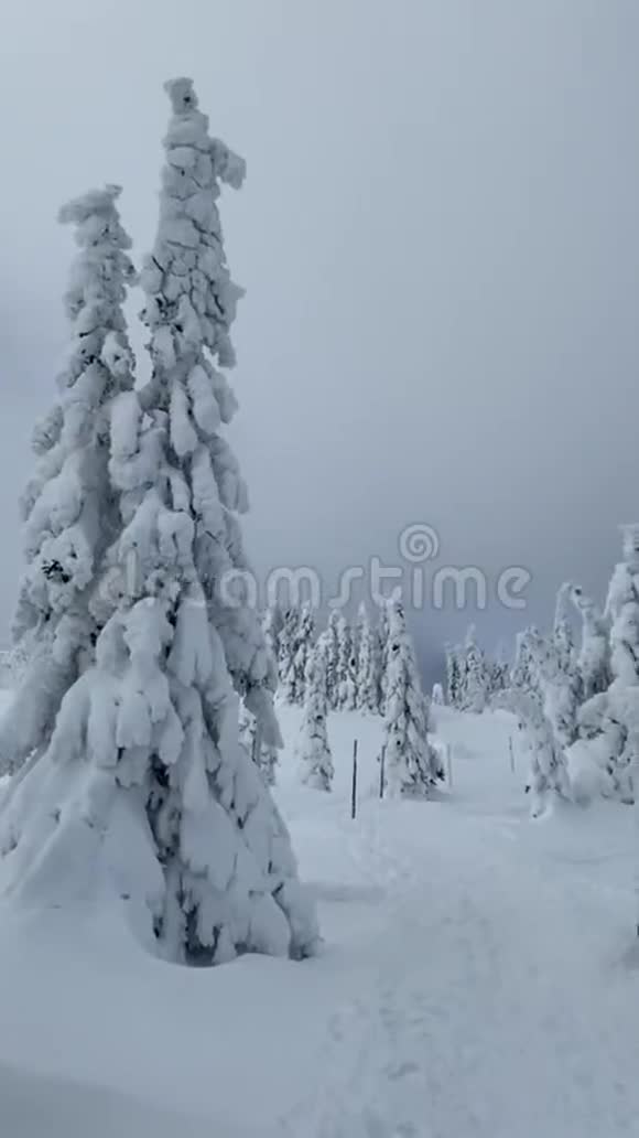 在克科诺斯的霜冻美好的一天白雪覆盖的树木映衬着冬天的景色视频的预览图
