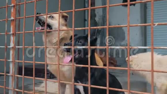 悲伤的狗在围栏后面的避难所等待获救并被收养到新家动物收容所概念视频的预览图