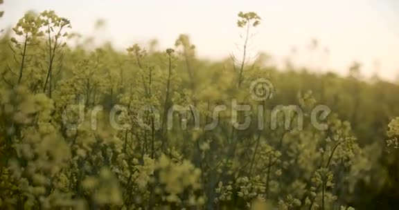 盛开的菜籽油田在夏天的田野上亮的黄色菜籽油视频的预览图