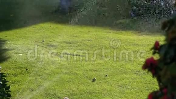 草地上的自动草坪洒水装置视频的预览图