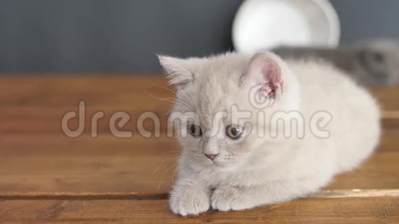 坐在木地板上的小猫视频的预览图