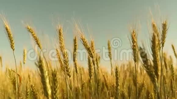 小麦穗粒摇风在蓝天上成熟小麦的田野谷物收获成熟视频的预览图