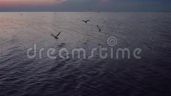 海鸥鸟在蓝天中飞翔慢动作视频的预览图