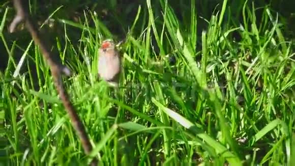 草丛中的五月虫甲虫视频的预览图